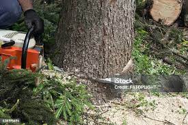 Professional Tree Services in Le Sueur, MN