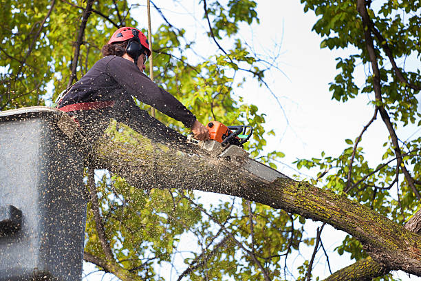 How Our Tree Care Process Works  in  Le Sueur, MN